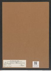 Aulacodiscus macraeanus Grev. (de-Toni-Nr.: Genus 182, Species 4545) Zeichnungen Sammlung Grunow Mappe 04470 (Herbarium_W_Grunow_drawings_Folder_04470)